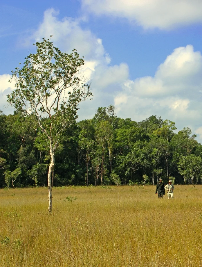 Two guides walking through tall grass at the edge of the forest